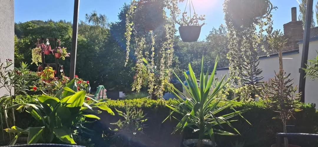 Vila Jovana Vrdnik Exteriör bild